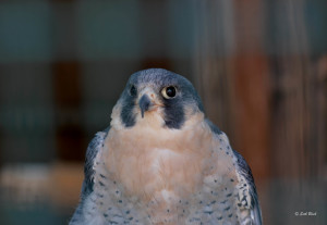  http://www.sethblockphotography.com/product/peregrine-falcon/